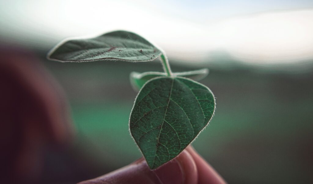 Detailed macro shot of a green leaf with dewdrops, showcasing nature's beauty.